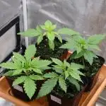 Autoflower Growlog 1.0 except for nepali