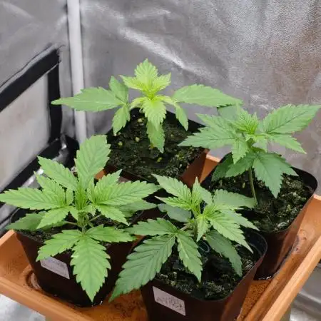 Autoflower Growlog 1.0 except for nepali