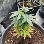 Cannapot grow #4