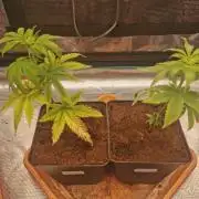 Cannapot grow #4