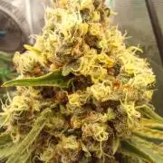 Jaggen - Cannapot seeds