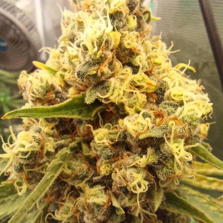 Jaggen - Cannapot seeds