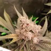blue dream - Cannapot seeds