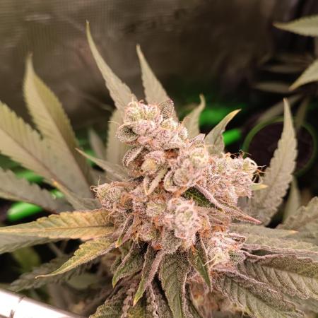 blue dream - Cannapot seeds