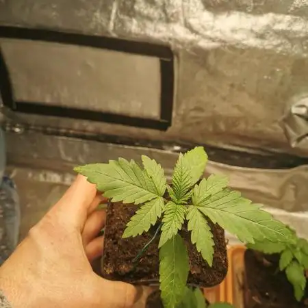 Cannapot grow #2