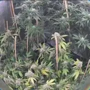 End of Photoperiodics grow