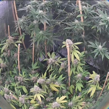 End of Photoperiodics grow