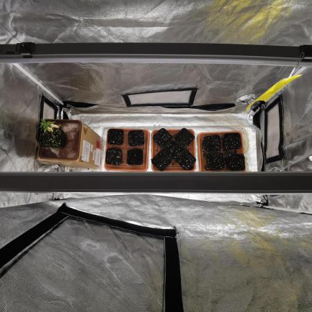 Autoflower Growlog 1.0 except for nepali