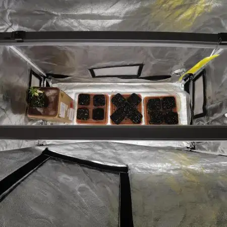 Autoflower Growlog 1.0 except for nepali
