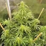 Autoflower Growlog 1.0 except for nepali