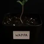 Autoflower Growlog 1.0 except for nepali