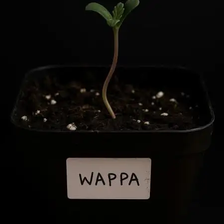 Autoflower Growlog 1.0 except for nepali