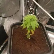 Cannapot grow #2