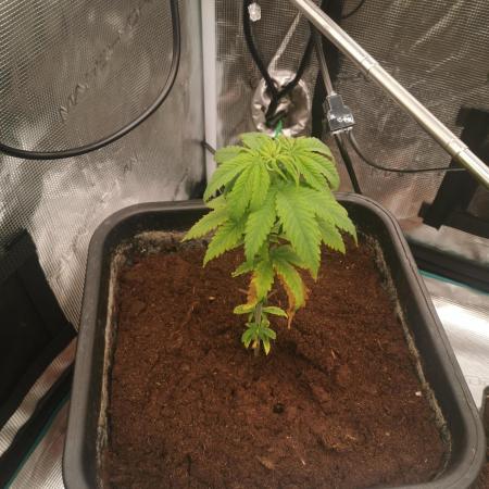 Cannapot grow #2