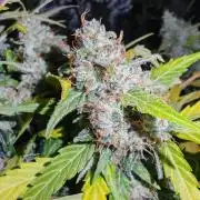 Autoflower Growlog 1.0 except for nepali