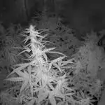 Autoflower Growlog 1.0 except for nepali