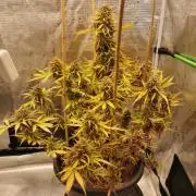 Autoflower Growlog 1.0 except for nepali