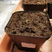 Sour Diesel auto Humbold