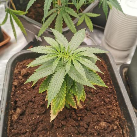 Cannapot grow #3