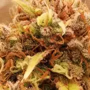 Autoflower Growlog 1.0 except for nepali