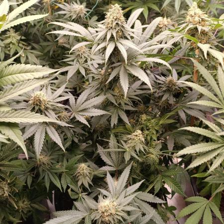 Tropical Mango - Cannapot seeds