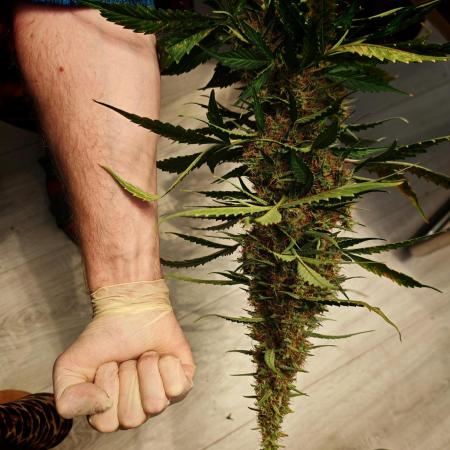 Autoflower Growlog 1.0 except for nepali