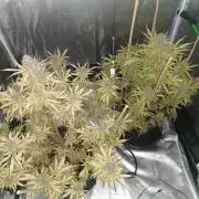 Autoflower Growlog 1.0 except for nepali