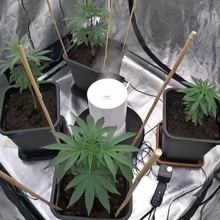 Cannapot grow #2