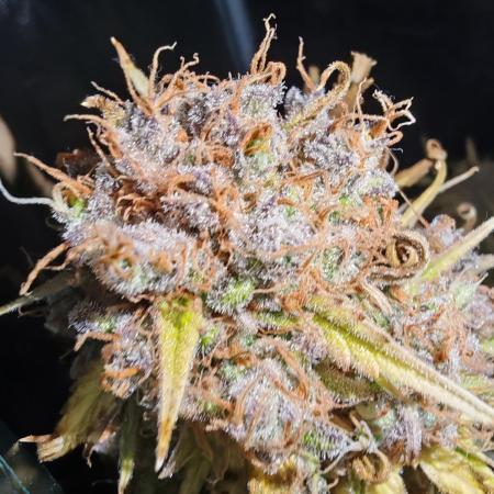 Autoflower Growlog 1.0 except for nepali