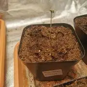 Cannapot grow #3