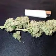 Sour Diesel auto - Humboldt