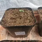 Cannapot grow #4