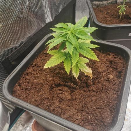 Cannapot grow #3