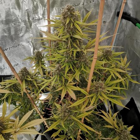 Autoflower Growlog 1.0 except for nepali