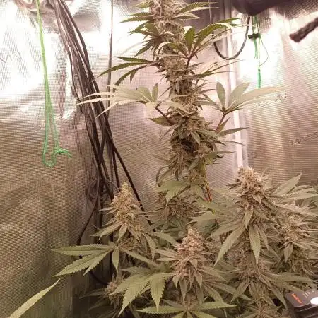 blue dream - Cannapot seeds