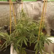 Sour Diesel auto Humbold