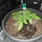 Autoflower Growlog 1.0 except for nepali