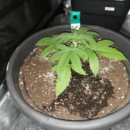 Autoflower Growlog 1.0 except for nepali