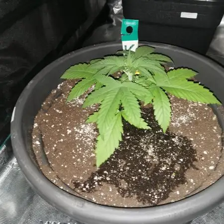 Autoflower Growlog 1.0 except for nepali