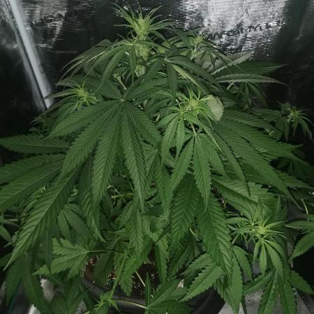 Autoflower Growlog 1.0 except for nepali