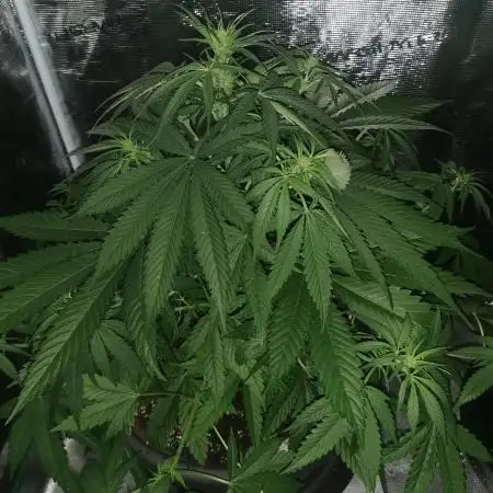 Autoflower Growlog 1.0 except for nepali