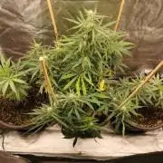 Sour Diesel auto Humbold
