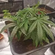 Sour Diesel auto Humbold