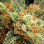 Autoflower Growlog 1.0 except for nepali