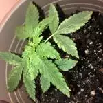 White widow auto First time grow 