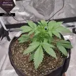 My Zoe Report - Black Orchid Auto #3