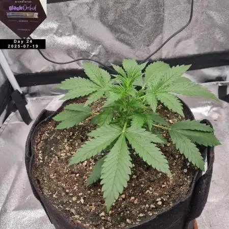 My Zoe Report - Black Orchid Auto #3