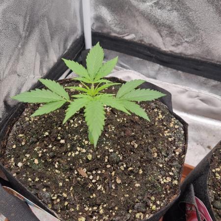 My Zoe Wurlz F1 Hybrid  Auto (Zamnesia)