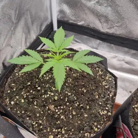 My Zoe Wurlz F1 Hybrid  Auto (Zamnesia)