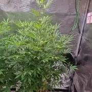 GodFeather OG F1 Auto (First) #19 #04